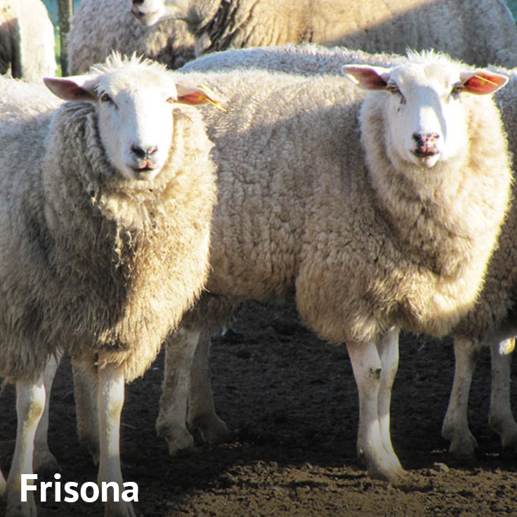 Oveja Frisona