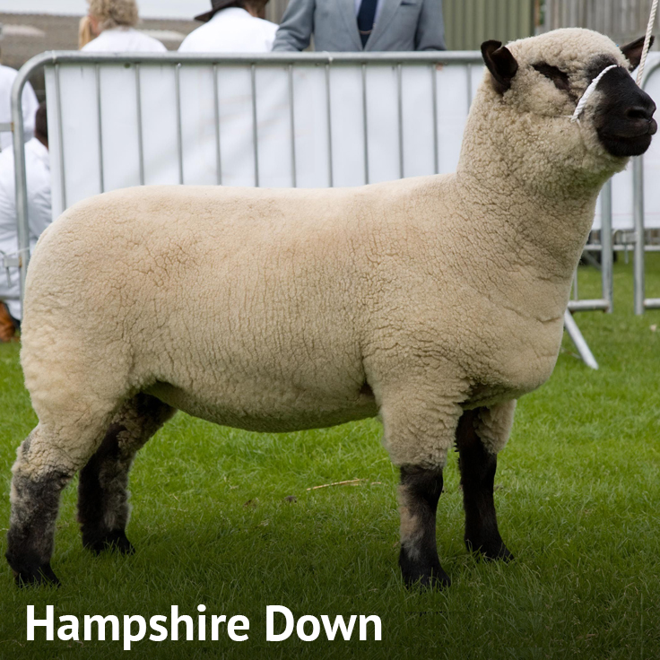 Oveja Hampshire Down
