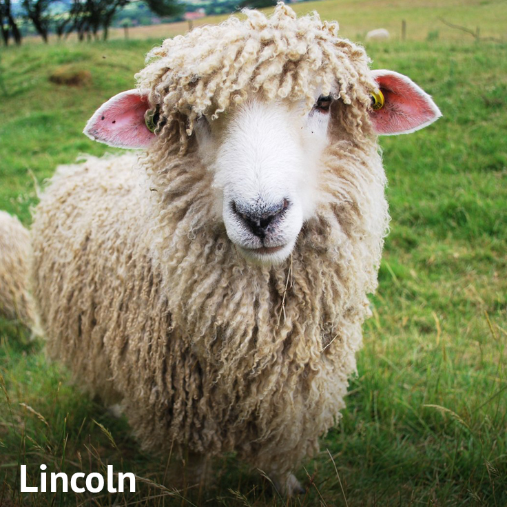 Oveja Lincoln