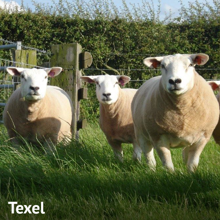 Oveja Texel