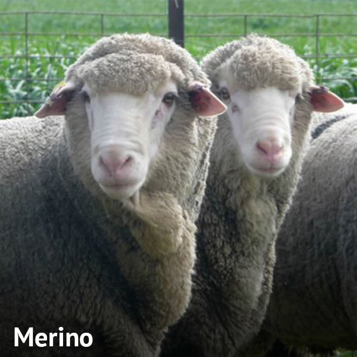Oveja Merino