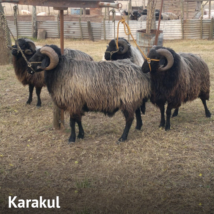 Oveja Karakul