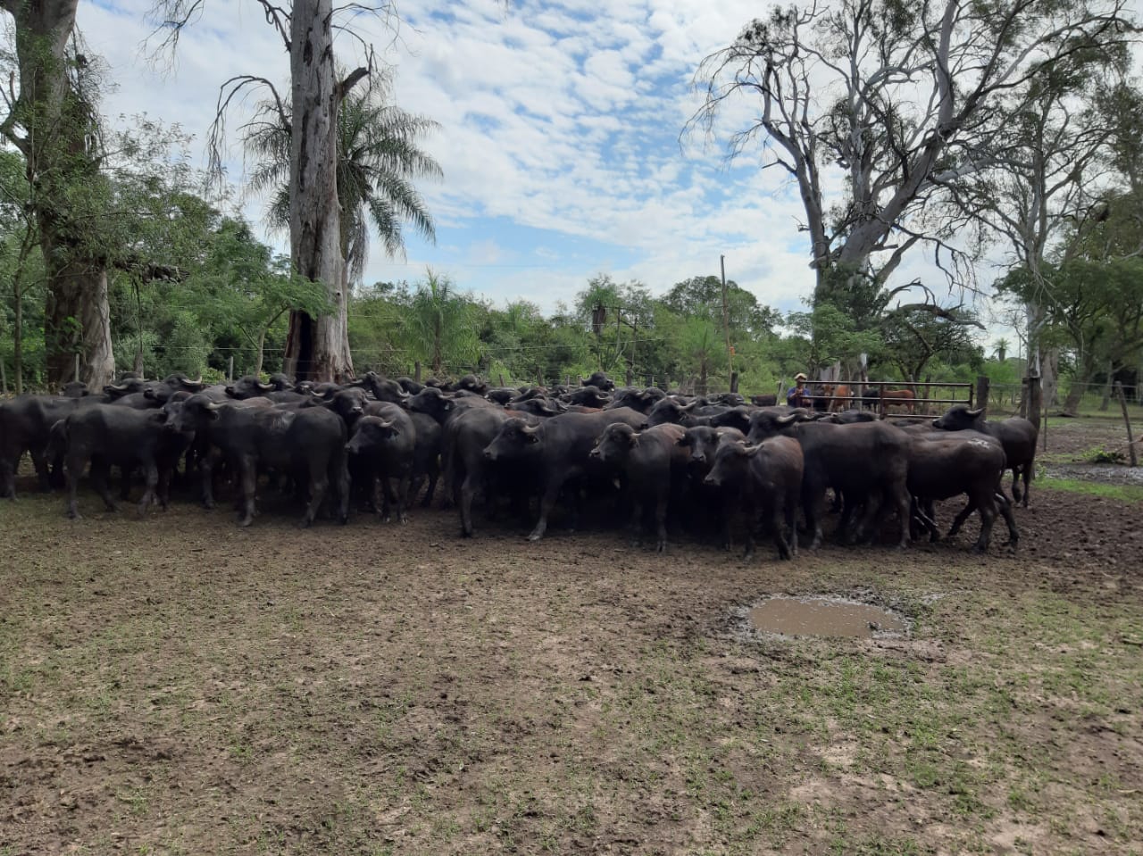 Innovar en la parrilla con carne de búfalo 1 Bufalos 3