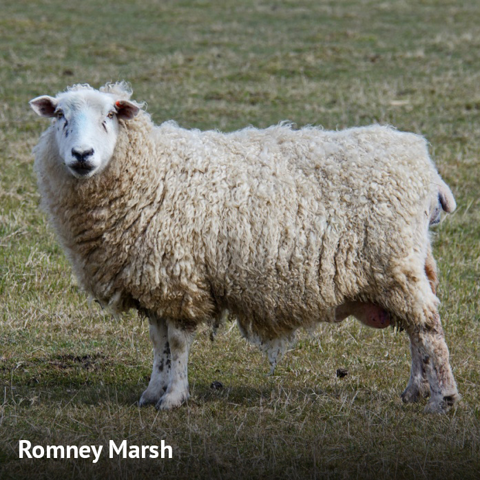 Oveja Romney Marsh