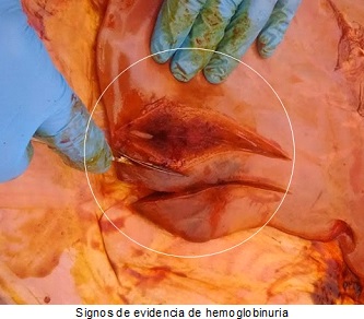 Hemoglobinuria: la enfermedad infecciosa que arremete contra bovinos y ovinos 1 hemoglobinuria 1