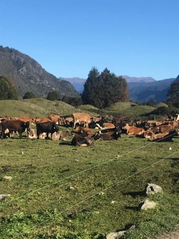 Cómo es un día típico en un tambo en Nueva Zelanda 4 nz 2