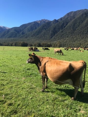 Cómo es un día típico en un tambo en Nueva Zelanda 1 nz 5