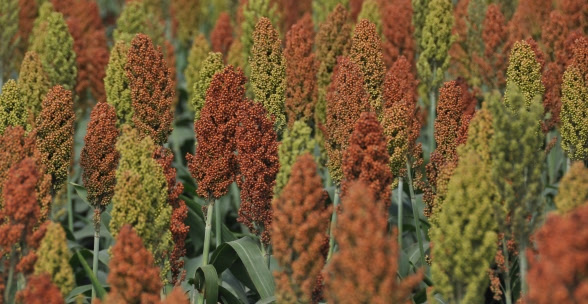 Sorgo: aseguran que permite incrementar la oferta forrajera total, con estabilidad y balance nutricional 1 unnamed 2