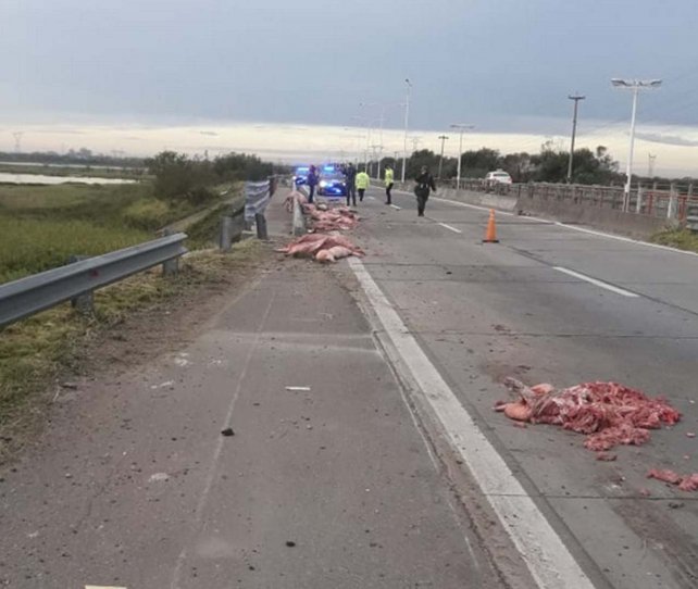 Las imágenes del saqueo al camión que volcó en Santa Fe con carne de cerdo 2 cerdo1