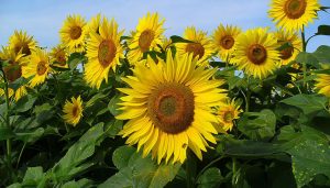 Girasol