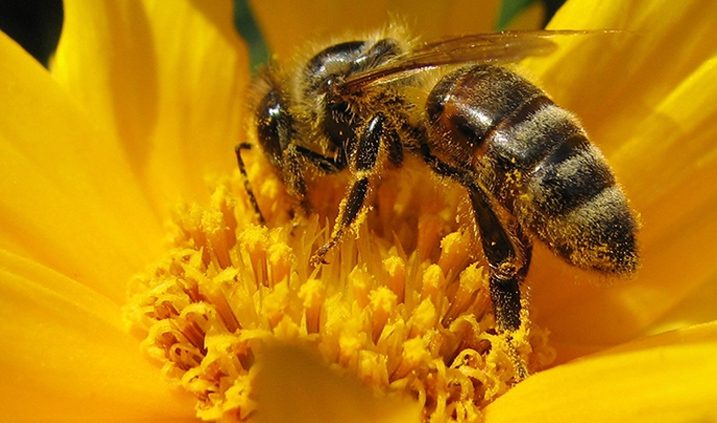 abeja1