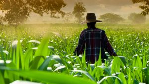 farmer maiz
