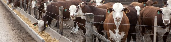 feedlot infocampo