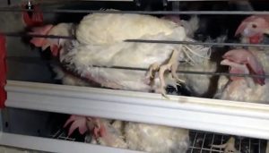 gallinas jaula