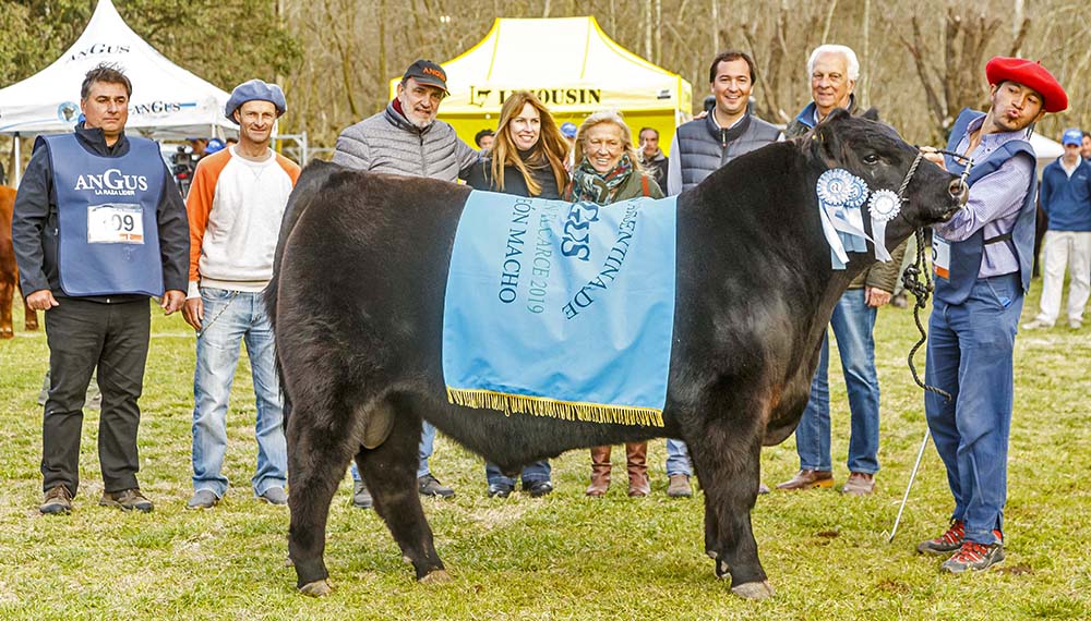 Estos son los Grandes Campeones de la Exposición del Ternero Angus de primavera 1 macho