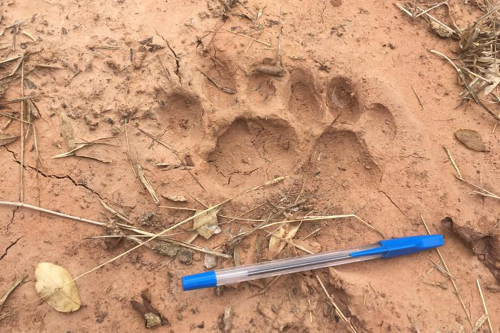Aparecieron huellas de yaguareté en la reserva provincial de Salta 1 7