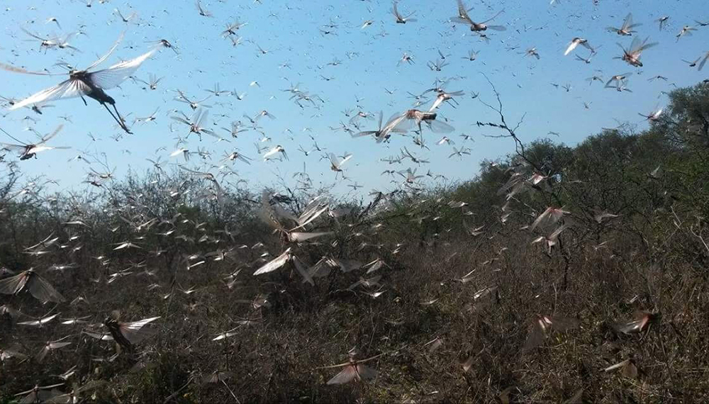 Langosta