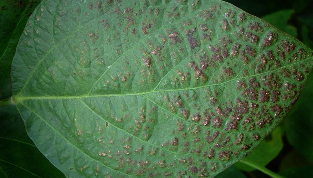 Gran hallazgo: describen el genoma de un hongo clave para la sanidad de la soja 1 Tizón morado de la hoja Cercospora kikuchii 2