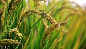 arroz infocampo