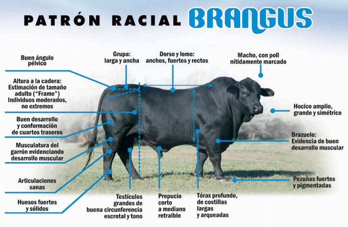 brangus