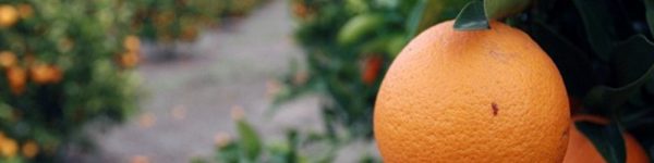 naranjas