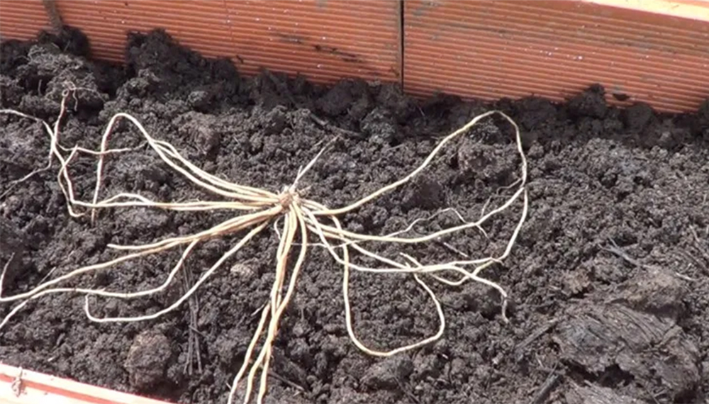 Los espárragos (Asparagus officinalis) son una planta muy duradera, que puede crecer en nuestro huerta hasta por 10 años. Los espárragos (Asparagus officinalis) son una planta muy duradera, que puede crecer en nuestro huerta hasta por 10 años.