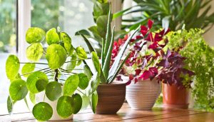 Cómo cuidar plantas de interior