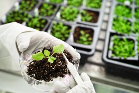 Qué son las plantas transgénicas y cómo las crean 1 plantas transgénicas