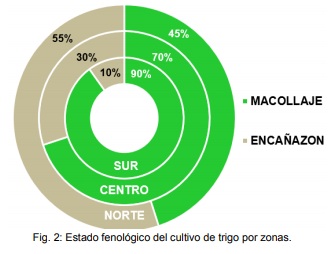 Por falta de lluvias, la condición del trigo del oeste bonaerense va de buena a regular 2 trigo 1