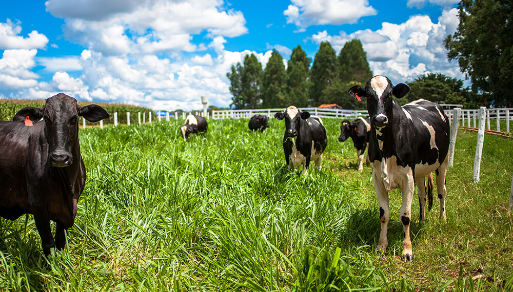Pronostican que aumentará la producción de leche en el mundo para 2020 1 Leche Tambo Brasil