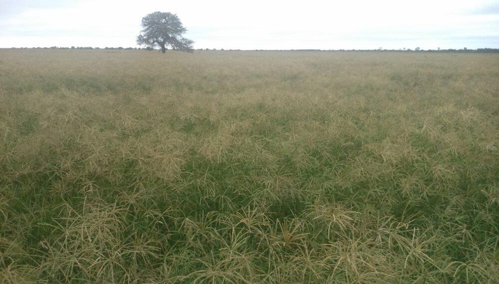Pasturas megatérmicas Grama Rhodes