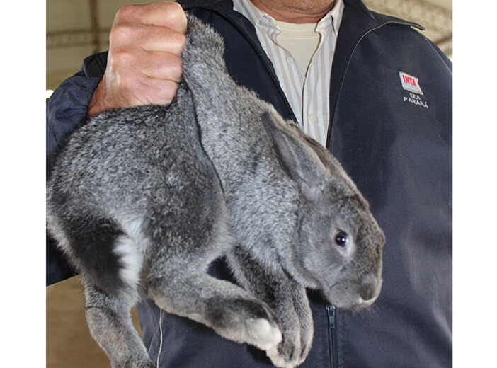 Conejo