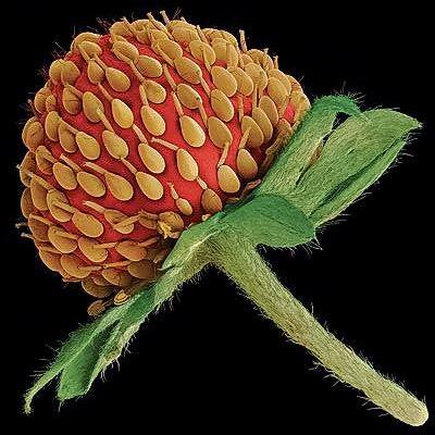 Las semillas son en realidad frutos secos del ovario monocarpela