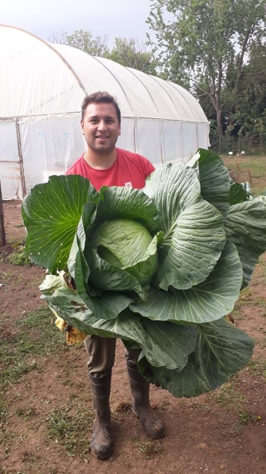 repollo