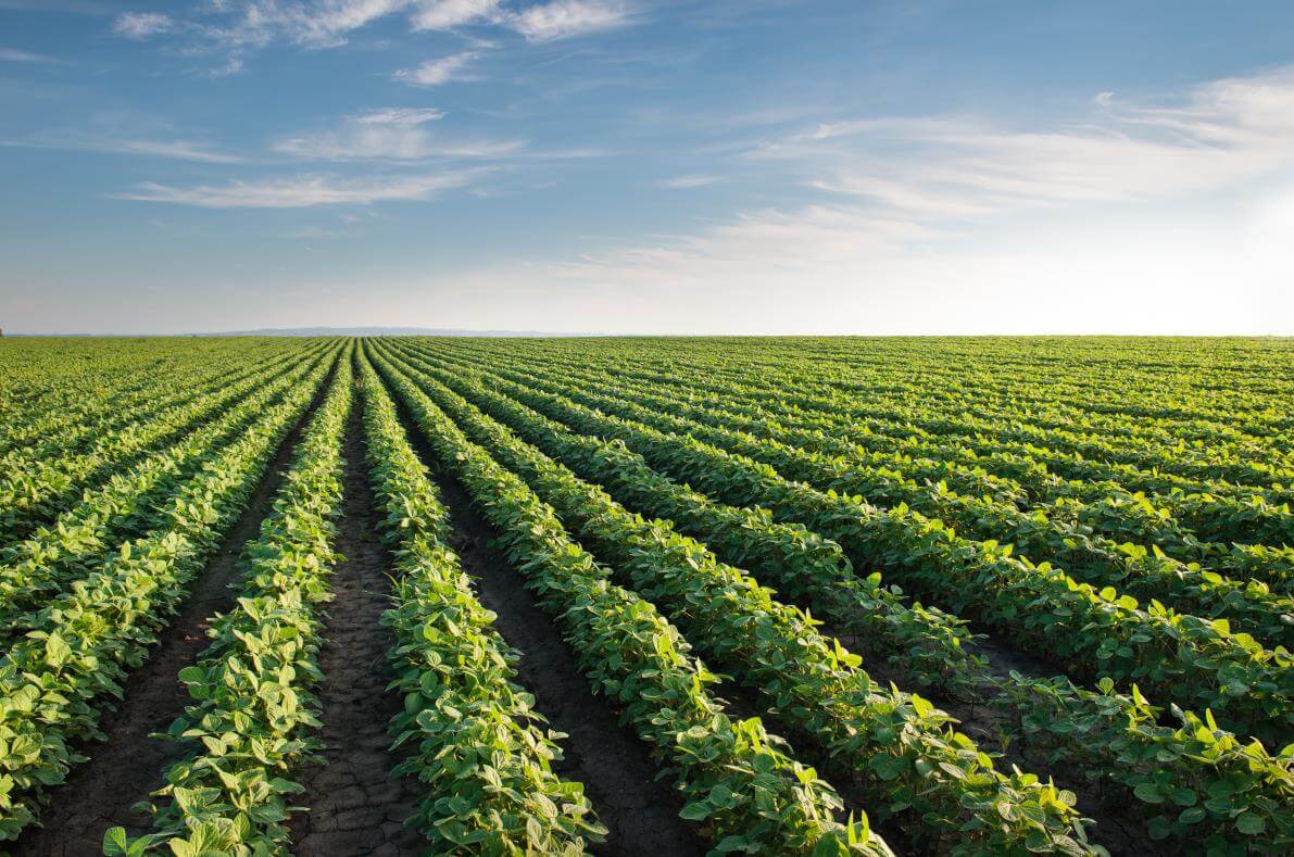 Lanzan una nueva tecnología para controlar enfermedades en soja 1 Agricultura soja2 infocampo