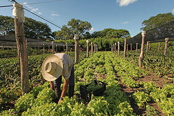 Bioinsumos agropecuarios como herramientas para una producción sustentable 1 BPA