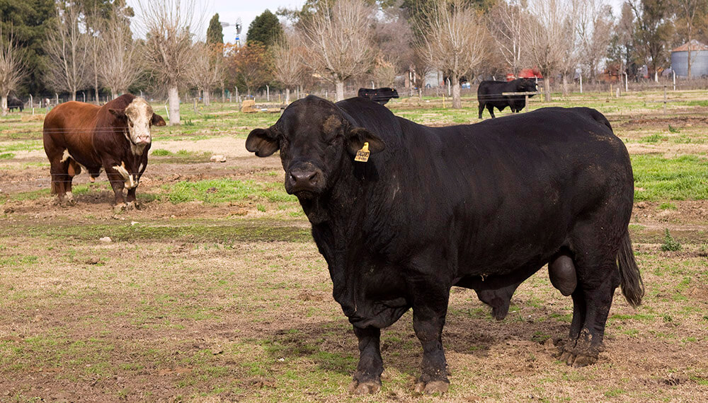 La importancia de erradicar la brucelosis bovina 3 Ganado Brucelosis Senasa