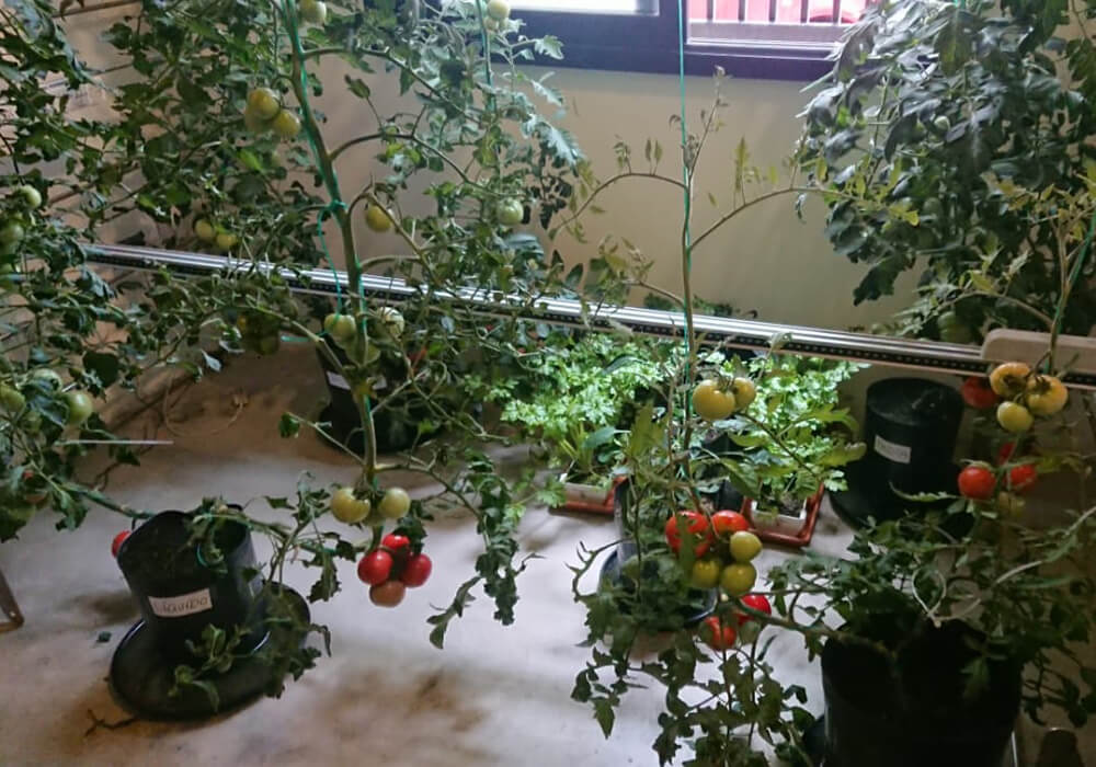 Hidroponia: armá la granja en tu casa con tecnología "todo en uno" 1 Hidroponia 3