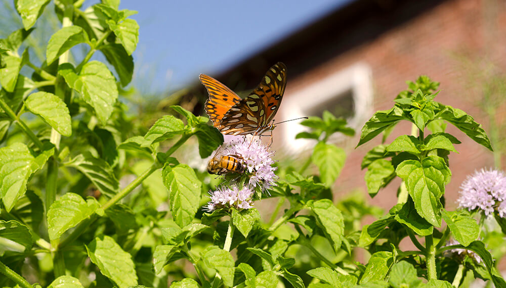 Horticultura 2