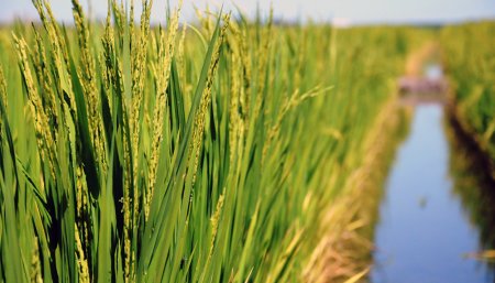 Arroz Economias regionales