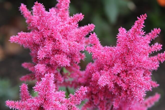 astilbes