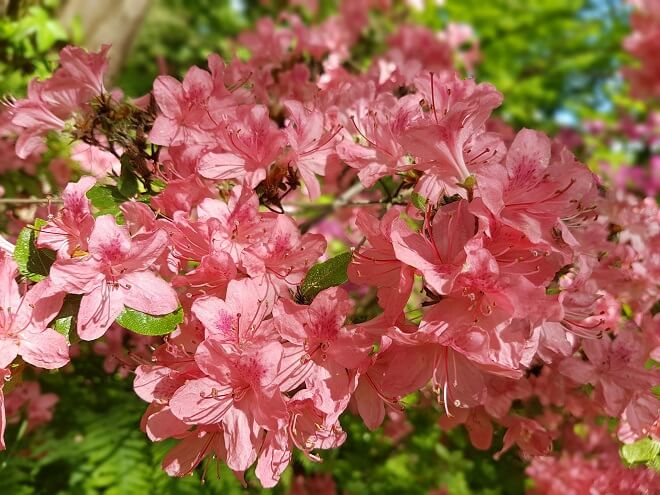 azaleas