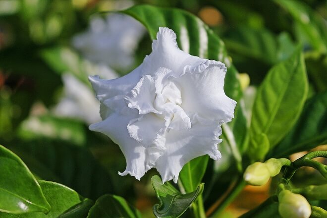 gardenias