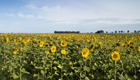 Girasol