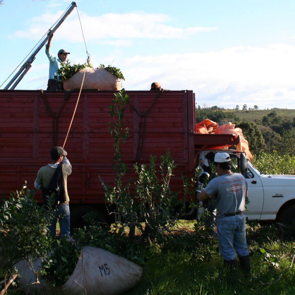 transporte yerba mate