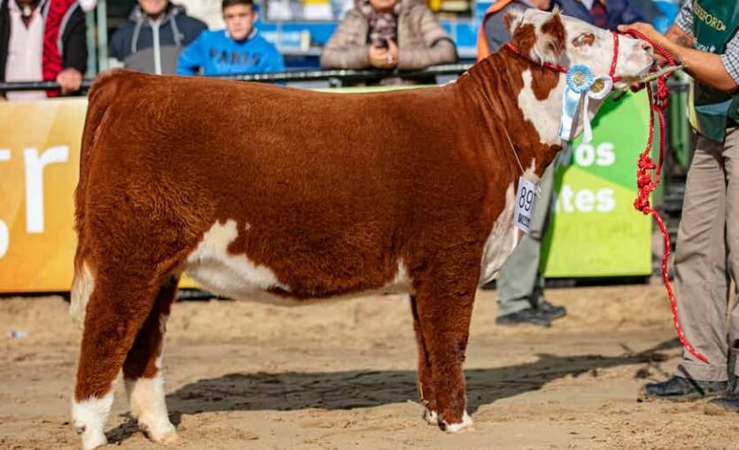 Hereford participará en el Gran Remate Anual “Genética de Elite” 1 hereford