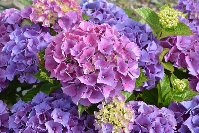 hortensias