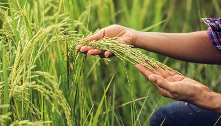 cultivos de arroz Corrientes Infocampo