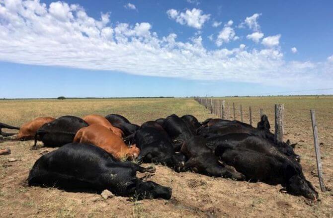 vacas rayo la pampa