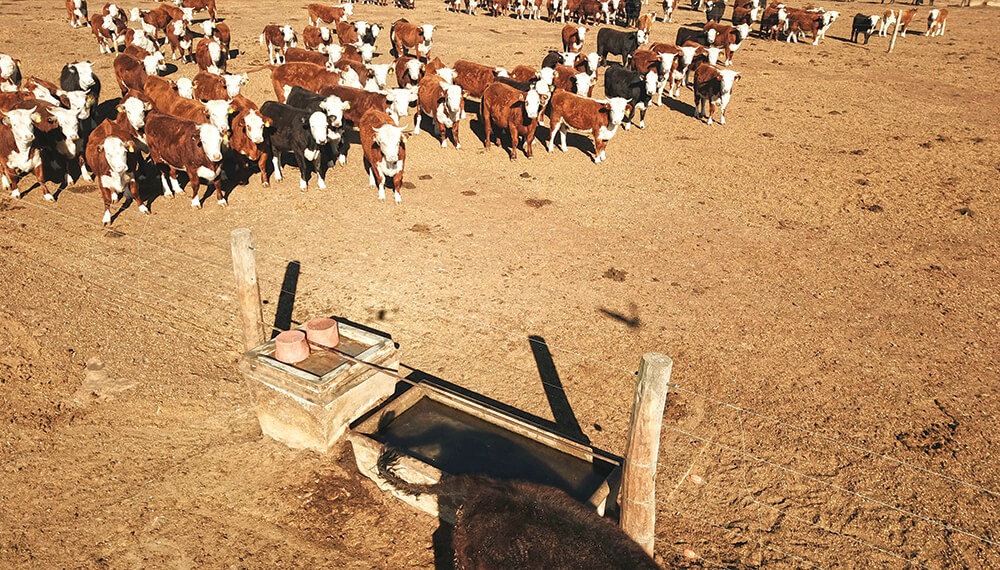 Corral: estrategias de bajo costo y alto impacto productivo para mitigar el calor 1 Estrés térmico: los consejos para mitigarlo